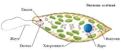 Энциклопедия «Биология» (без иллюстраций) - ye_001.jpg