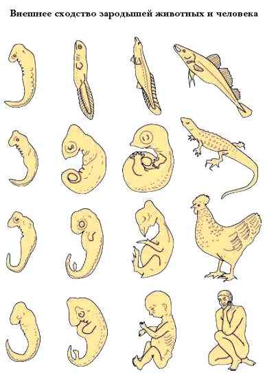 Энциклопедия «Биология» (без иллюстраций) - z_002.jpg