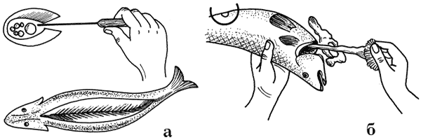 Как сохранить и приготовить рыбу на водоеме и дома - i_016.png