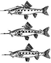 Кружки, жерлицы, поставушки – рыбалка без проколов - i_039.jpg