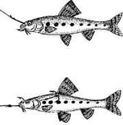 Кружки, жерлицы, поставушки – рыбалка без проколов - i_057.jpg