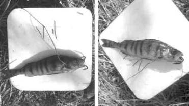 Кружки, жерлицы, поставушки – рыбалка без проколов - i_090.jpg