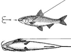 Кружки, жерлицы, поставушки – рыбалка без проколов - i_099.jpg