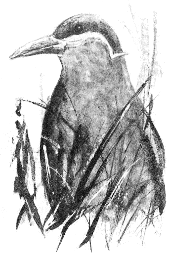 Томек в Гран-Чако - pic05.png