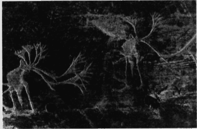 Лапландцы. Охотники за северными оленями - i_041.png