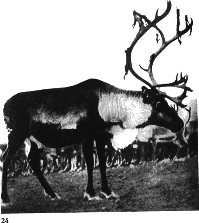 Лапландцы. Охотники за северными оленями - i_063.png