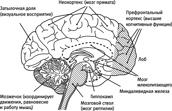 Легкий способ начать новую жизнь. Как избавиться от стресса, внутренних конфликтов и вредных привычек - i_002.png