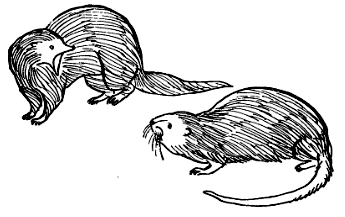 Рикки-Тикки-Тави - i_005.png