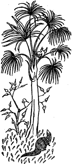 Рикки-Тикки-Тави - i_009.png