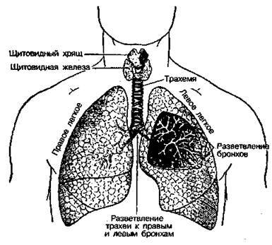Шокирующая правда о воде и соли - any2fbimgloader34.jpeg
