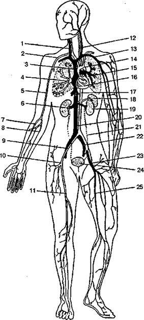 Шокирующая правда о воде и соли - any2fbimgloader51.jpeg