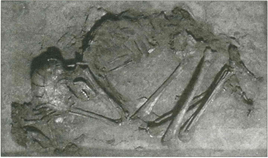 Sapiens. Краткая история человечества - i_014.jpg