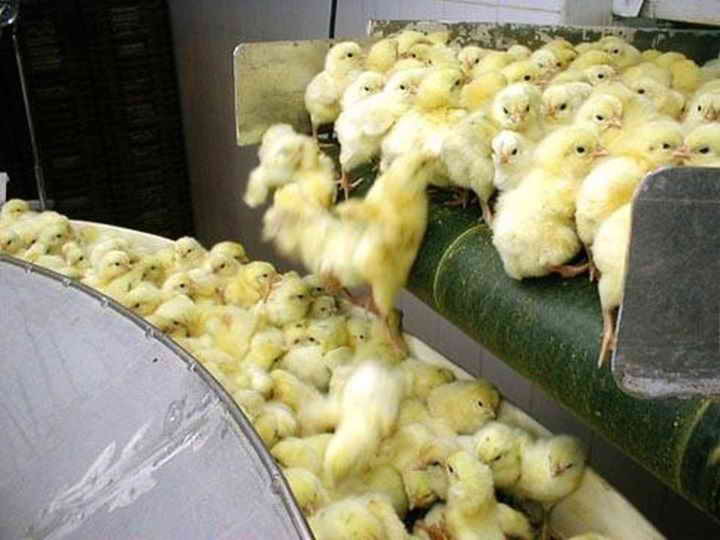 Sapiens. Краткая история человечества - i_071.jpg