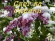 Снег на сирени - Цветкова Галина