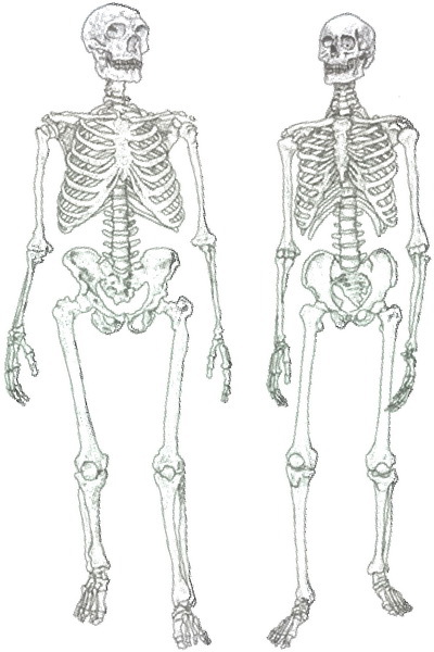 Скелеты в шкафу. Драматичная эволюция человека - i_034.jpg