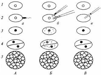 ГенЭтика или Рожать нельзя клонировать - doc2fb_image_02000004.jpg