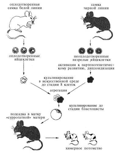 ГенЭтика или Рожать нельзя клонировать - doc2fb_image_02000006.jpg