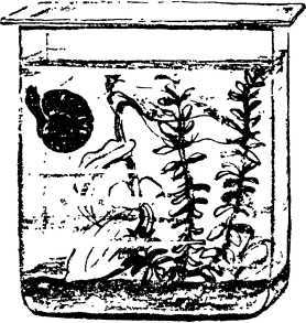 Мой живой уголок - i_005.jpg