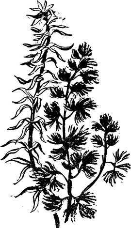 Мой живой уголок - i_008.jpg