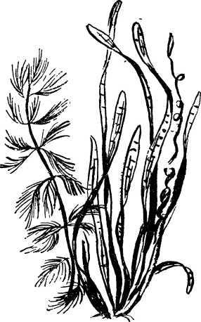 Мой живой уголок - i_009.jpg