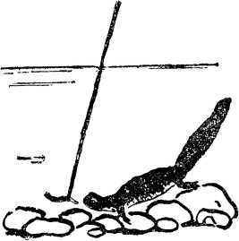 Мой живой уголок - i_013.jpg