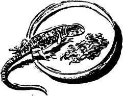 Мой живой уголок - i_082.jpg