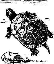 Мой живой уголок - i_089.jpg