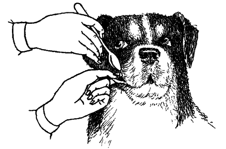 Пойми друга. Справочник по поведению собак - any2fbimgloader12.png