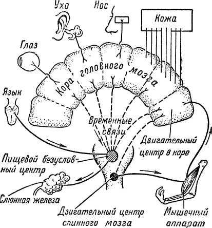 От инстинкта до разума<br />(Очерк науки о поведении) - i_018.jpg