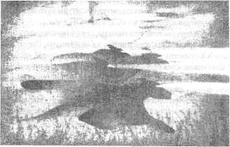 Играющие тени - i_023.jpg