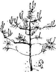 Лесные сторожа<br />(Повесть и рассказы) - i_025.jpg
