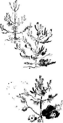 Лесные сторожа<br />(Повесть и рассказы) - i_029.jpg