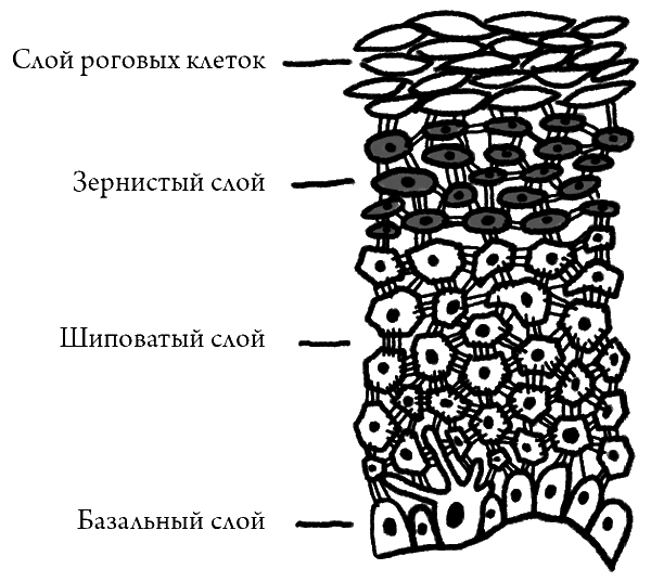 Что скрывает кожа. 2 квадратных метра, которые диктуют, как нам жить - i_005.png