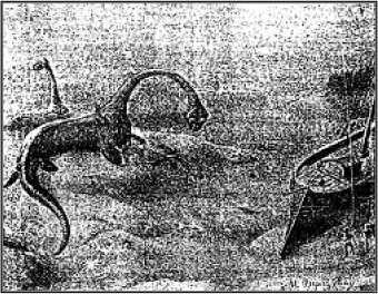 Из глубины глубин<br />(Рассказы о морском змее. Том II) - i_010.jpg