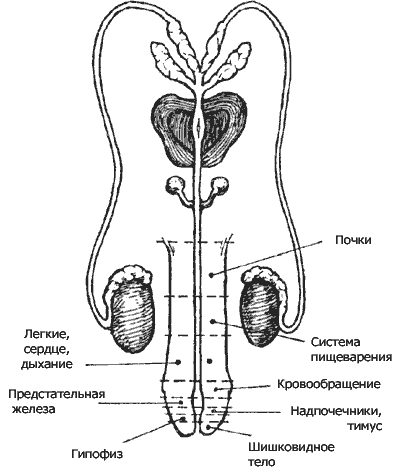 Совершенствование мужской сексуальной энергии - i_038.png