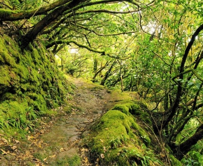 Синдром рыжей мыши (СИ) - _04.jpg