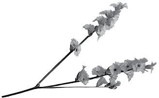 Недостаточно худая. Дневник топ-модели - i_002.jpg