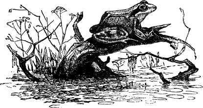 Рассказы и сказки русских писателей - i_053.jpg