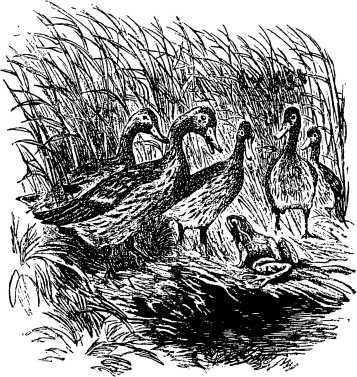 Рассказы и сказки русских писателей - i_054.jpg