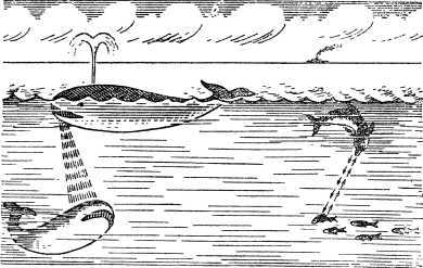 Звуки в морских глубинах - i_012.jpg