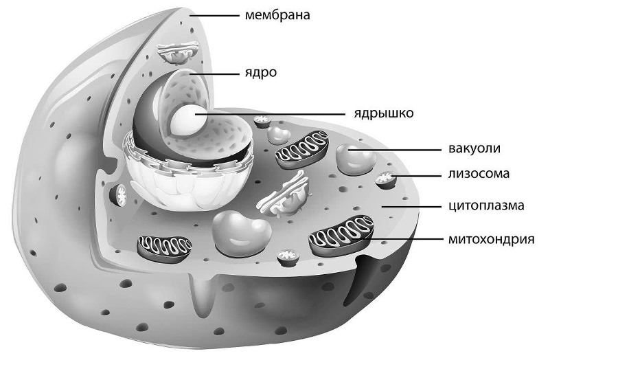 Генетика для начинающих - i_002.jpg