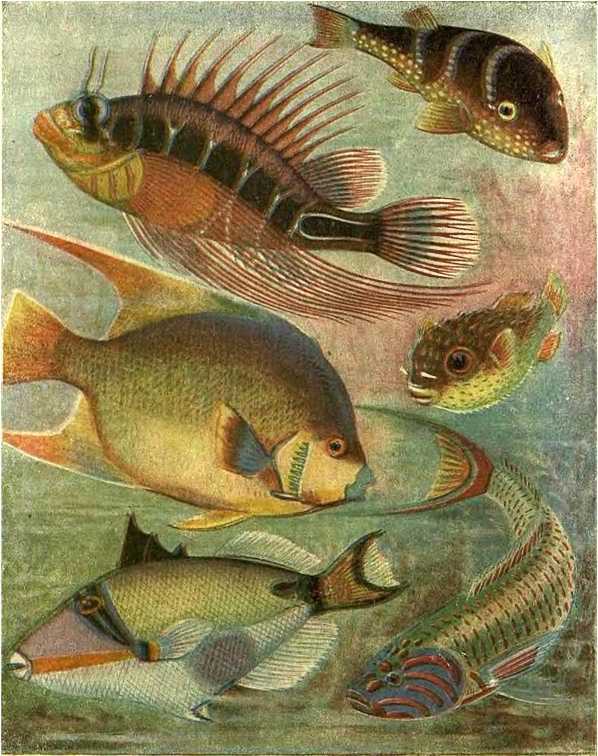 В морской глубине - i_004.jpg