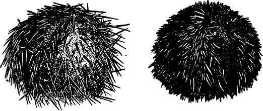 В морской глубине - i_032.jpg