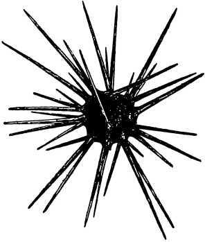 В морской глубине - i_033.jpg