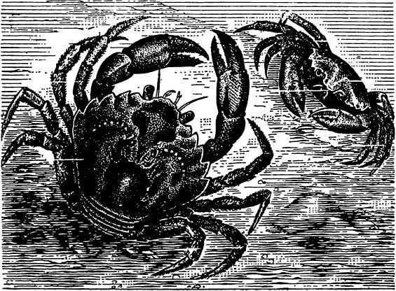 В морской глубине - i_035.jpg