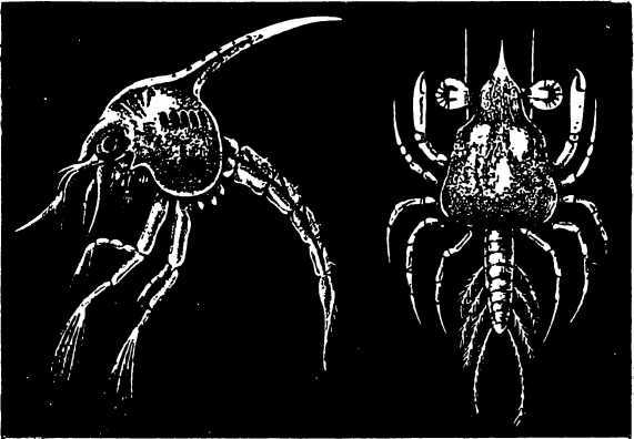 В морской глубине - i_036.jpg