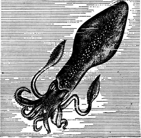 В морской глубине - i_046.jpg