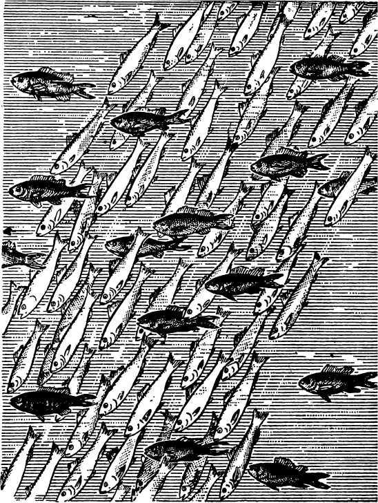 В морской глубине - i_047.jpg