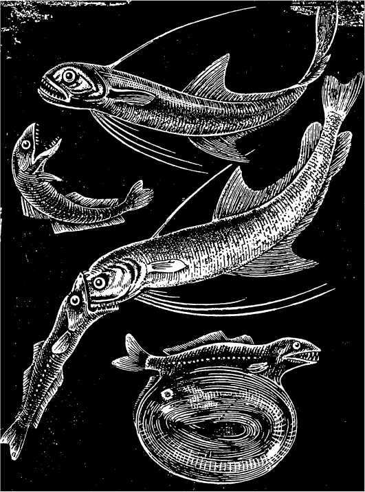 В морской глубине - i_050.jpg