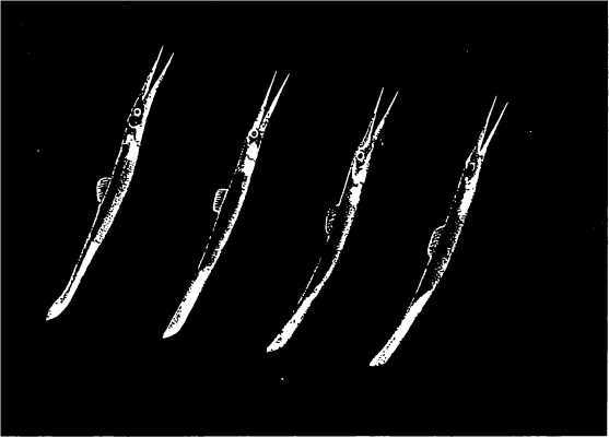 В морской глубине - i_056.jpg